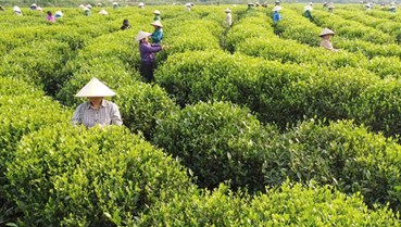 Du lịch chè Thái Nguyên – Cầu nối văn hóa và kinh tế xanh