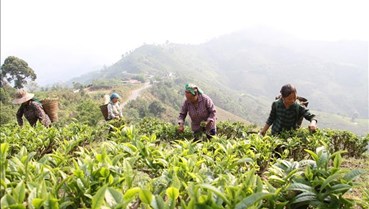 Khai mở giá trị kinh tế từ quần thể chè cổ hàng trăm năm tuổi tại Lũng Phìn