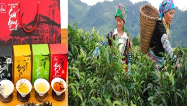 Chè Shan Tuyết Suối Giàng: Viên ngọc xanh của Tây Bắc ‘cất cánh’ cùng OCOP