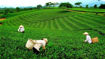 Phú Nhuận (Lào Cai): Cây chè vươn mình thành trụ cột kinh tế nông thôn mới