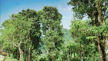 Shan tuyết Sín Chải: Hành trình bảo tồn và khẳng định vị thế quốc gia