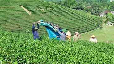 Liên kết bốn nhà: Con đường đưa ngành chè từ lượng sang chất