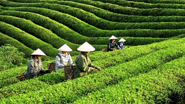 Xuất khẩu chè Việt 7 tháng: Tăng lượng, giảm giá – nghịch lý tại thị trường lớn nhất