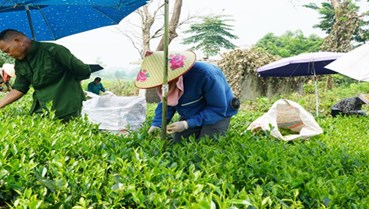 Phát triển chè bền vững, mở lối du lịch xanh ở Phú Thịnh