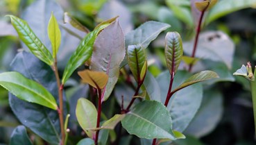 Tiềm năng của trà tím: Đột biến gen tự nhiên mở đường cho chuỗi giá trị nông sản mới
