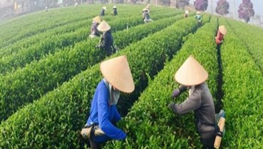Chè Việt: Bứt phá cùng “bộ tứ Nghị quyết”