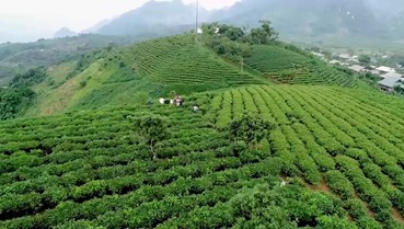 Vùng chè Tân Yên tìm lại vị thế nhờ mô hình gắn xưởng máy với nương đồi