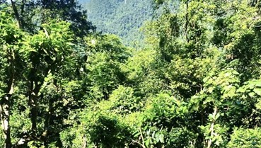 Phú Thọ và hành trình gìn giữ, phát triển quần thể chè Shan Tuyết cổ thụ