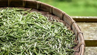 Đánh thức di sản chè Shan tuyết Lũng Cú 