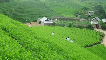 Phú Thọ khẳng định vị thế "thủ phủ chè" mới