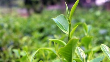 Chè trung du cổ Tân Cương: Hành trình gìn giữ "linh hồn" của đệ nhất danh trà Thái Nguyên