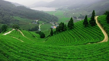Thổ nhưỡng sông Công – núi Cốc: Cội nguồn tạo nên bản sắc trà Tân Cương