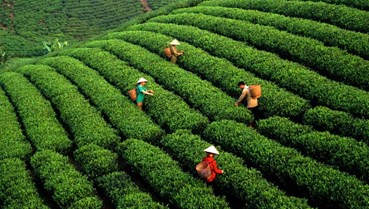 Đưa chè Thái Nguyên vào ẩm thực: Hướng đi đa dạng hóa nông sản