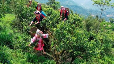 Định vị trà Shan tuyết cổ thụ Việt trên bản đồ thế giới