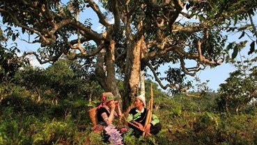 Mã hóa rừng chè trăm tuổi Suối Giàng 