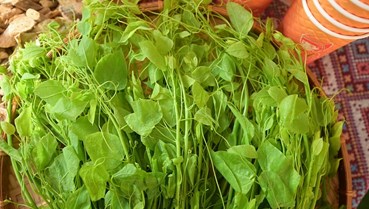 Trà sữa bò khai: Hành trình biến rau rừng Lạng Sơn thành thức uống độc đáo