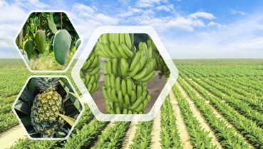 Nông nghiệp: Ngành kinh doanh "hái ra tiền" của các "ông lớn"