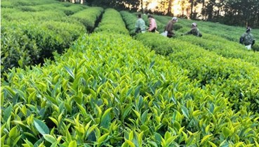 Polyphenol trong trà xanh Thái Nguyên cho cơ thể khỏe mạnh