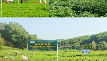 Thái Nguyên: Nỗ lực để 70% diện tích chè được cấp mã số vùng trồng
