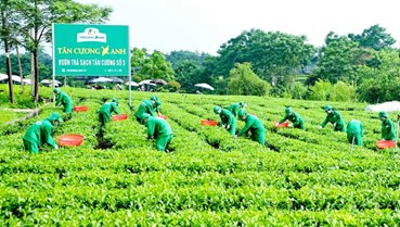 Chè Thái Nguyên và cuộc đua khẳng định vị thế trên bản đồ nông sản quốc tế