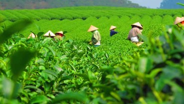 Chuẩn hóa cuộc đua OCOP 5 sao quốc gia: Bước ngoặt định vị giá trị thực chất của chè Thái Nguyên  