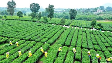 Doanh nghiệp tư nhân: Lực lượng tiên phong đưa chè Việt ra thế giới