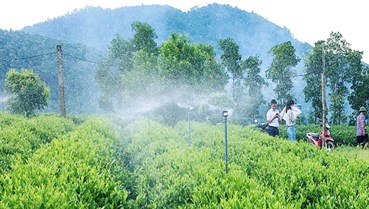 Công nghệ đang thay đổi cách người Việt trồng và làm chè