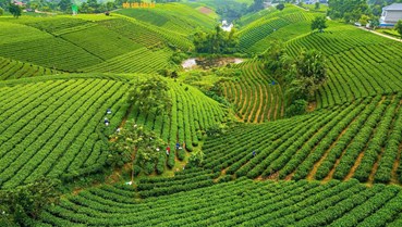 Khởi động World Master Tea Vietnam 2026: Tìm kiếm đại sứ thương mại cho trà Việt