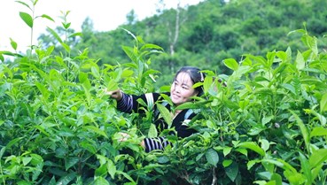 Trà Shan Phình Hồ: Tinh hoa hương vị, bí quyết cho sức khỏe