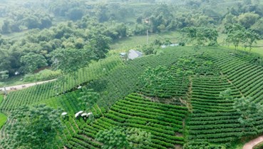 Xen cây che phủ: Bí quyết giữ xanh và tăng giá trị cho chè Việt