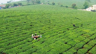 Chè Việt trước ngưỡng cửa hội nhập: Minh bạch là lợi thế cạnh tranh