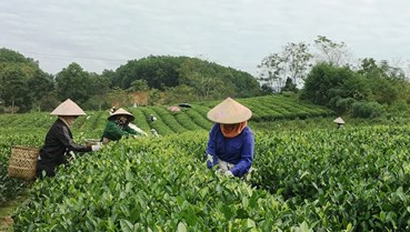 Trà mùa thu Thái Nguyên