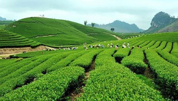 Thị trường trà toàn cầu đến năm 2030: Ai sẽ dẫn đầu làn sóng tiêu dùng mới?