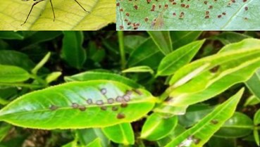 Bọ xít muỗi và nhện đỏ: Những kẻ thù giấu mặt của nương chè vụ đông