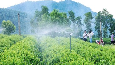 Chuyển đổi số trong ngành chè: Từ mã QR đến thương mại điện tử toàn cầu