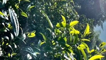 Trà thu: Nốt trầm tinh tế trong bản giao hưởng bốn mùa