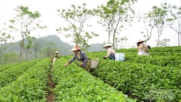 Tuyên Quang định vị thương hiệu chè từ lợi thế vùng nguyên liệu