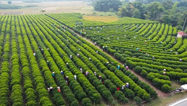  Đòn bẩy kinh tế cho vùng đệ nhất danh trà