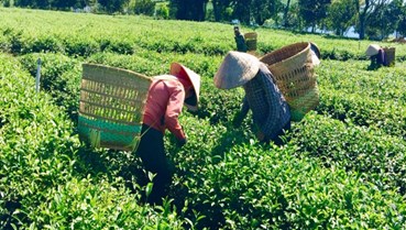 Chè Việt đảo chiều tăng trưởng nhờ cú hích từ thị trường Thái Lan