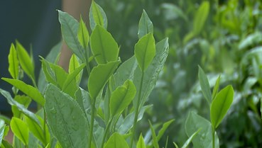 Hưng Khánh xây dựng thương hiệu chè sạch, chất lượng