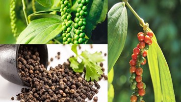 Hồ tiêu Việt Nam bứt phá: 10 tháng vượt mốc 1,39 tỷ USD, áp sát kỷ lục lịch sử