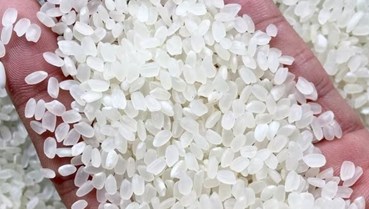 Sản xuất xanh: Chìa khóa nâng tầm gạo Việt trên thị trường quốc tế