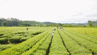 Cây chè Sơn Hồng: Hướng đi bền vững giúp người dân thoát nghèo