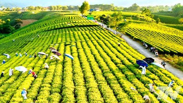 Vì sao trà Việt Nam được yêu thích?