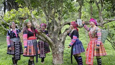 Trà Shan Tuyết: Di sản sống giữa đại ngàn Tây Bắc