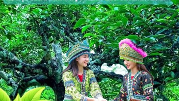 Lào Cai 2025: Lễ hội Trà Shan Tuyết bùng nổ với 20 drone trong lễ khai mạc