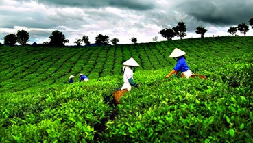 Chè Việt Nam tăng giá trị giữa cơn bão chuỗi cung ứng: Cơ hội từ những đứt gãy toàn cầu