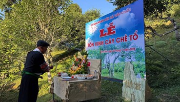 Suối Giàng tôn vinh cây chè tổ: Giữ lửa di sản của đồng bào Mông