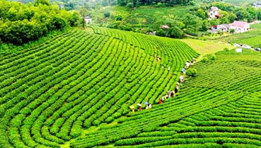 Ngành trà Việt Nam 2030: Cơ hội và thách thức trên bản đồ thế giới