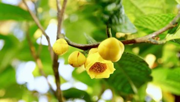 Trà hoa vàng Lợi Bác: Sắc vàng mở lối kinh tế xanh vùng cao